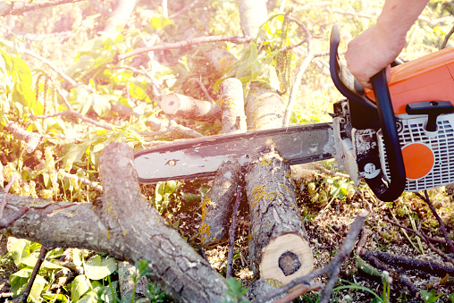 Forestry worker - lumberjack with chainsaw