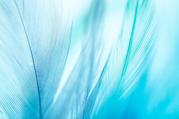 Colorful feathers background stock photo