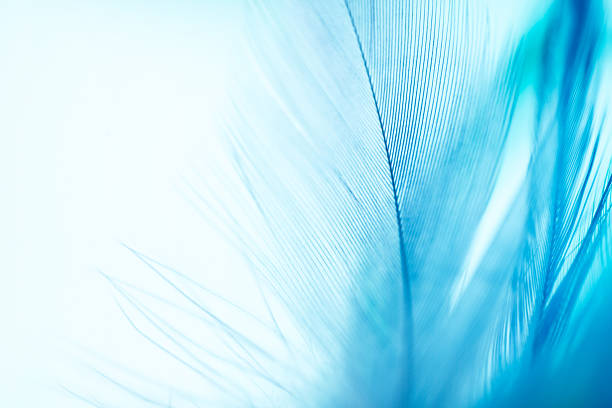 coloridas penas fundo - feather softness bird macro imagens e fotografias de stock