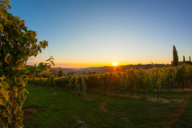 istock Vineyard Landscape At Sunrise 498912046