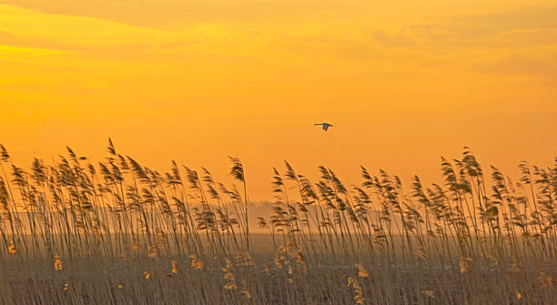 istock Swan flying over reed at dawn in winter 498912204