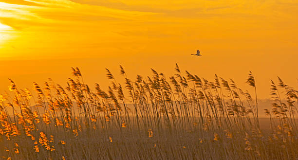 istock Swan flying over reed at dawn in winter 498912304