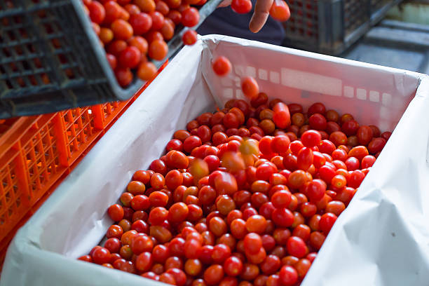istock basket filled with red ripe tomatoes 498913234
