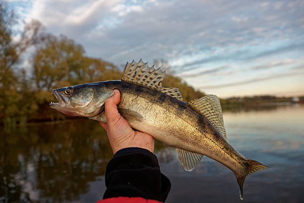 Walleye in fisherman's hand, autumn sunset