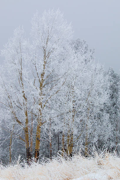 istock Snow for Thanksgiving on Bald Mountain 498914140
