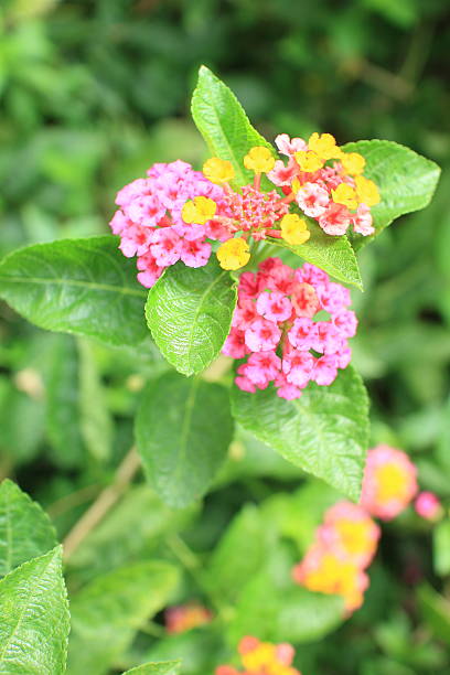 istock forest flower in rain season 498914874