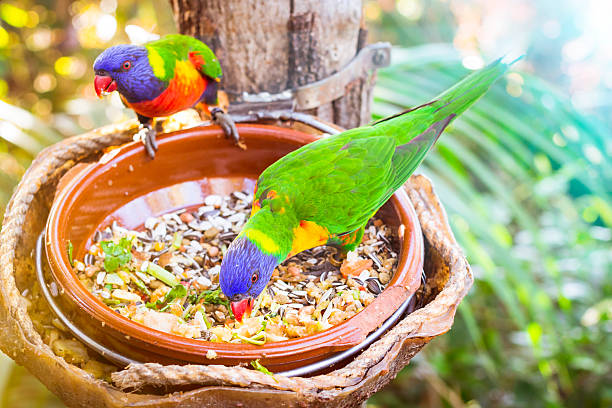 istock Bright parrot in Loro Park 498915798