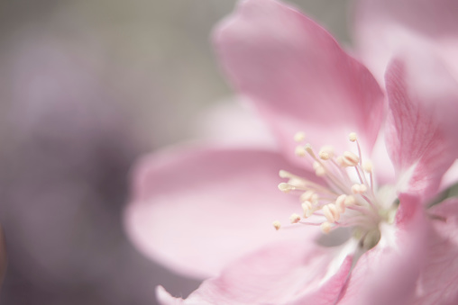 A macro capture of the centre of a blooming apple blossom.