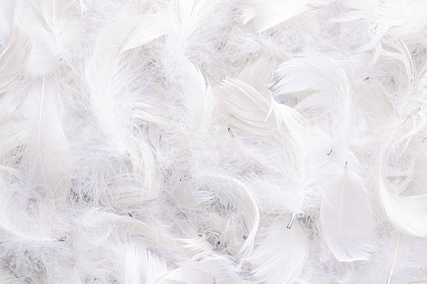 istock background of white feathers 498919530