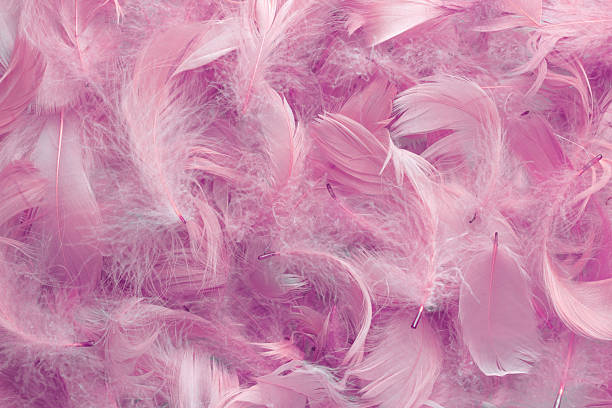 istock background of pink feathers 498919576