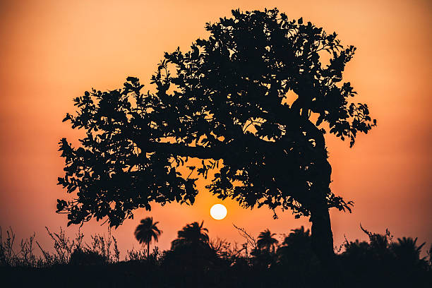 Tropical landscape in sunset light.