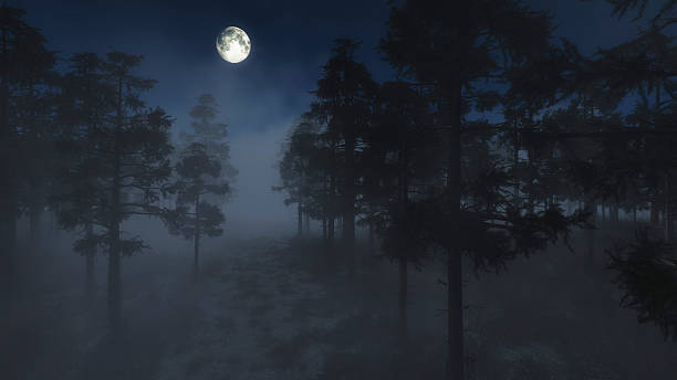 spooky foggy pine forest in moonlight. - moon forest bildbanksfoton och bilder