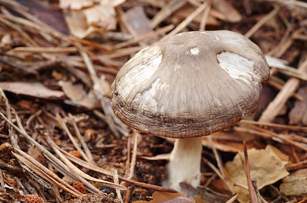 istock Lonely mushroom on the forest ground in autumn time 498920810