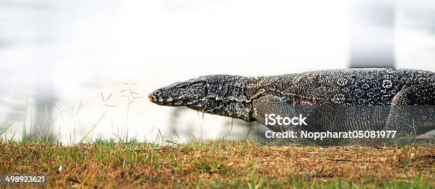 Komodo Dragon - Fotografie stock e altre immagini di Animale - Animale, Animale da compagnia, Animale selvatico