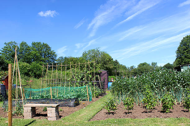 istock Allotment vegetable garden with grass path 498923827