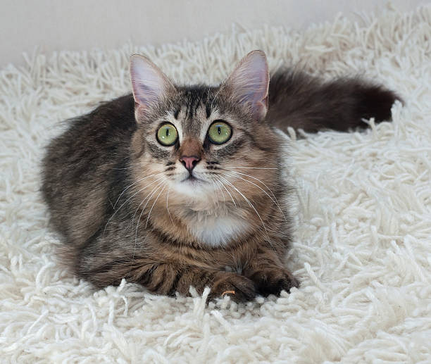 istock Tabby cat with green eyes on white 498924051