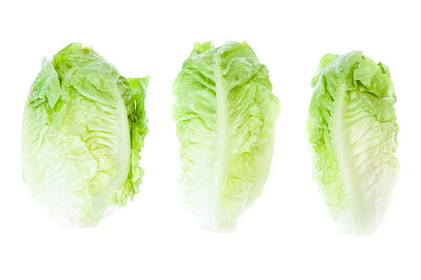 istock Green Iceberg lettuce on White Background 498924259