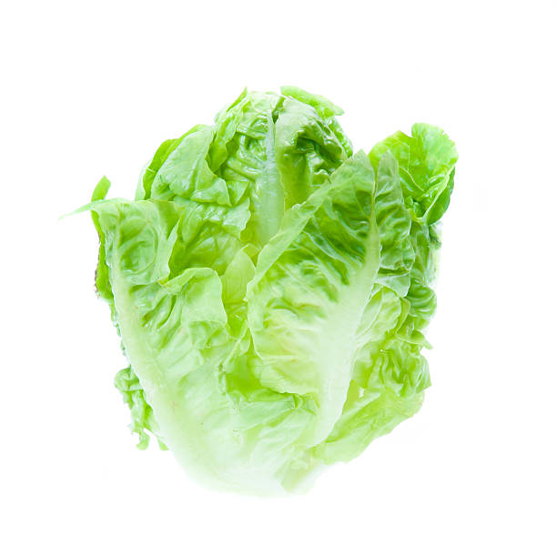 istock Green Iceberg lettuce on White Background 498924889