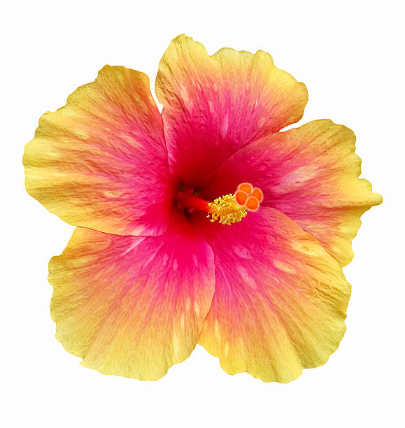 istock Yellow and pink Hibiscus isolated on white 498924911