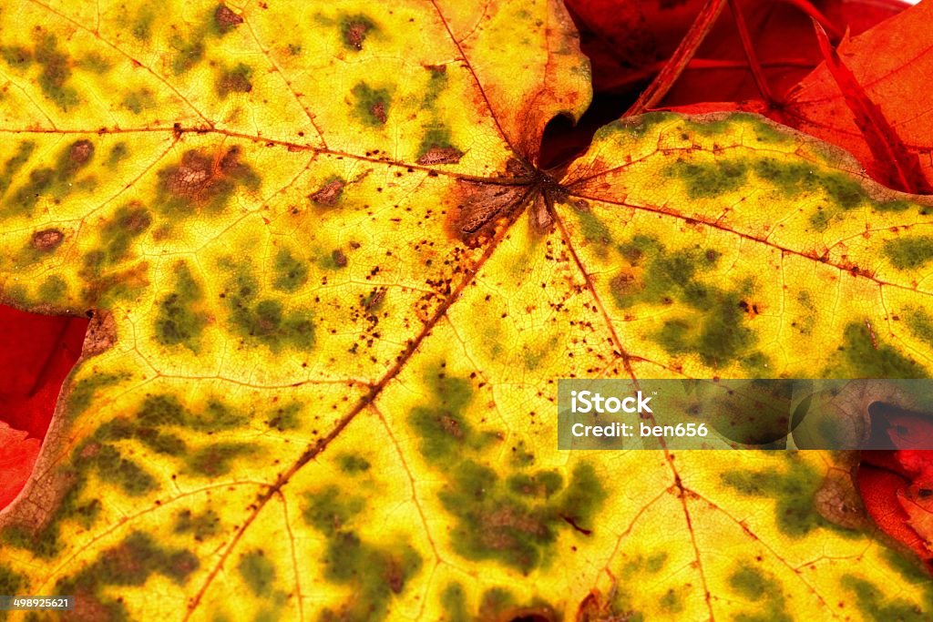 autumne leaf autumne leaf detail Abstract Stock Photo