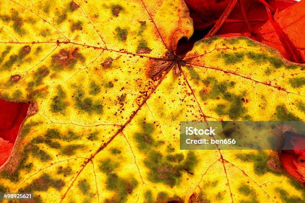 Autumne Leaf Stock Photo - Download Image Now - Abstract, Autumn, Backgrounds