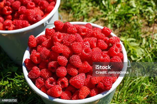 Two White Buckets Full Of Harvest Organic Ripe Raspberries From Stock Photo - Download Image Now