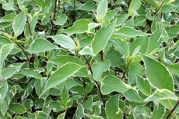 Image of variegated dogwood leaves (Cornus Stolonifera 'White Gold') Photo showing a compact dogwood bush covered in cream, white and green leaves.  The Latin name for this particular deciduous shrub is: Cornus Stolonifera 'White Gold'. organ pipe coral stock pictures, royalty-free photos & images