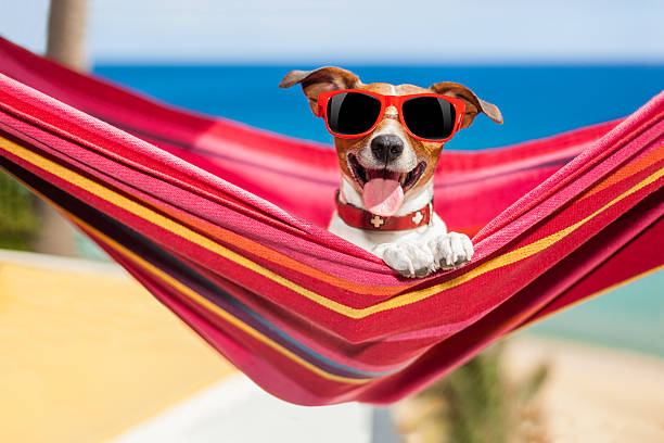 cão na cama - hammock beach vacations tropical climate imagens e fotografias de stock