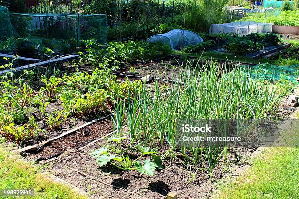 이미지 할당 채소 정원 양파 Beetroot Courgettes 과일에 대한 스톡 사진 및 기타 이미지 - 과일, 관목, 그물망