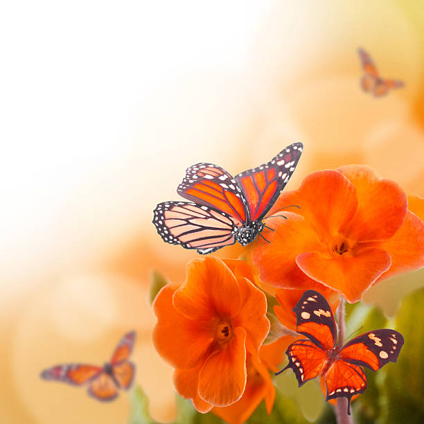 istock Yellow flowers and butterfly 498927129
