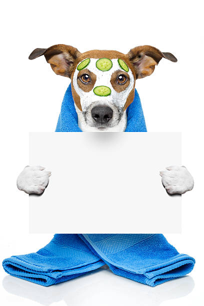 istock dog with a beauty mask 498927211