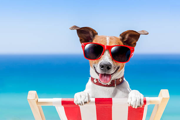 summer vacation dog stock photo