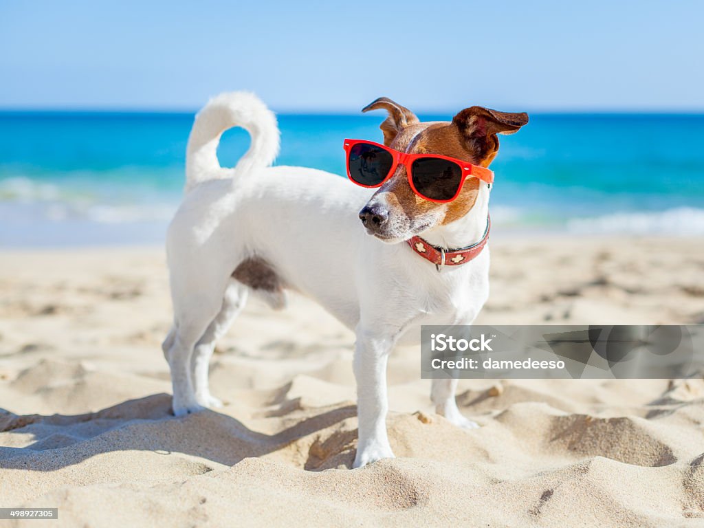 Perro en la playa - Foto de stock de Actividad libre de derechos