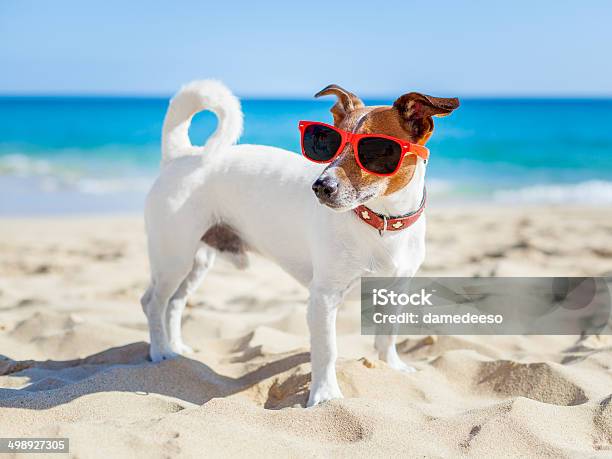Perro En La Playa Foto de stock y más banco de imágenes de Actividad - Actividad, Agilidad, Aire libre