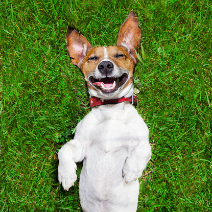 super funny face dog lying on back on green grass and laughing out loud