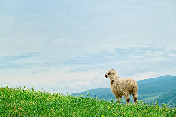 istock Lamb grazing on the picturesque landscape 498928245