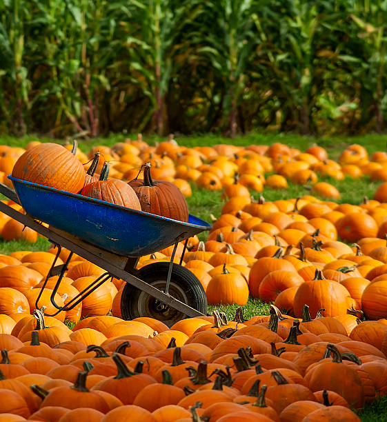istock Blue Wheelbarrow with pumpkin in and around it 498928453