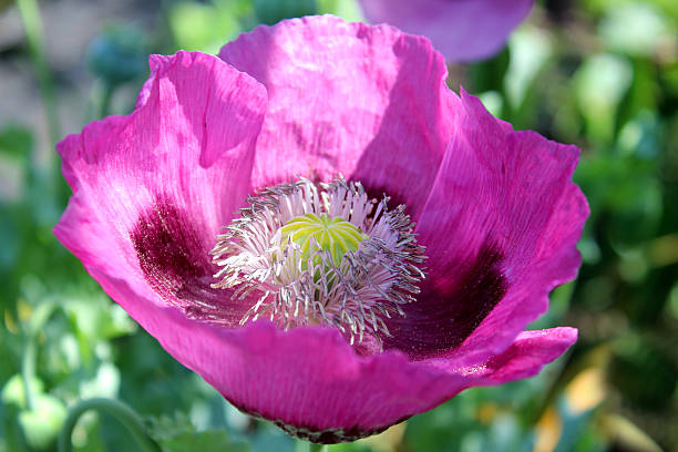 garten, bild von lila/rosa mohn blume und nahaufnahme mohn staubblatt - oriental poppy poppy leaf close up stock-fotos und bilder