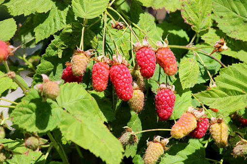 Photo showing a bush of loganberries (Latin: Rubus x loganobaccus), growing in an allotment vegetable garden plot and pictured in the sunshine, covered in ripe and ripening fruit.  Of note, the loganberry is closely related to the blackberry, dewberry and raspberry, although produces larger fruit with prickly shoots.