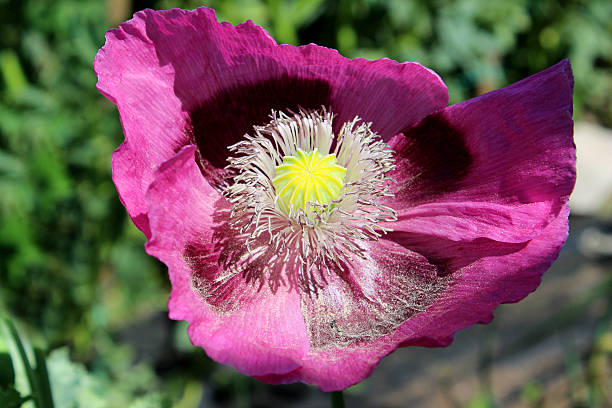 garten, bild von lila/rosa mohn blume und nahaufnahme mohn staubblatt - oriental poppy poppy leaf close up stock-fotos und bilder