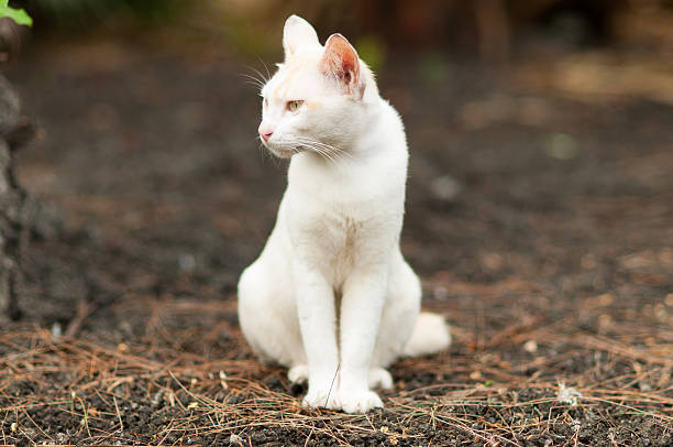 istock Cute white cat  in the garden 498929595