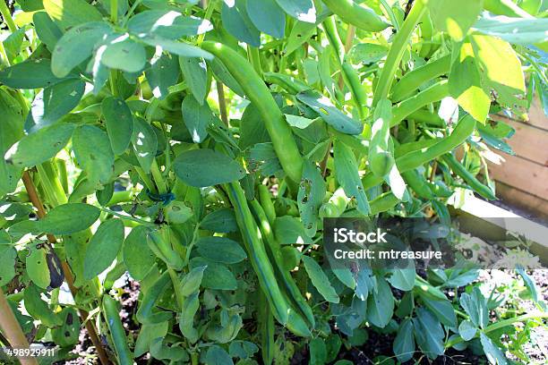 Allotment Vegetable Garden With Broad Bean Plants Seed Pods Image Stock Photo - Download Image Now