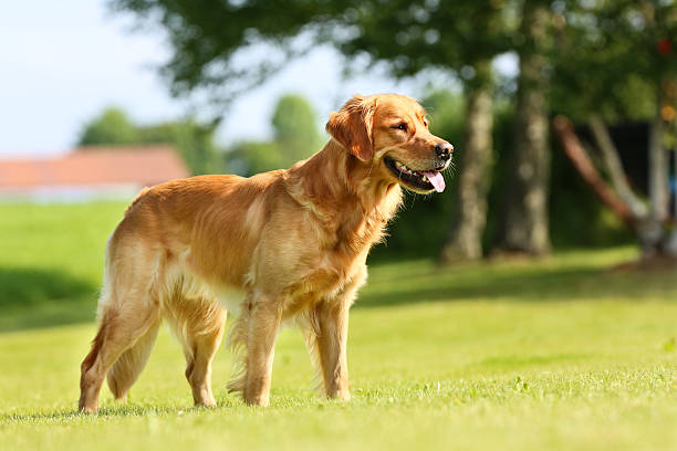 istock Golden retriever dog 498930315