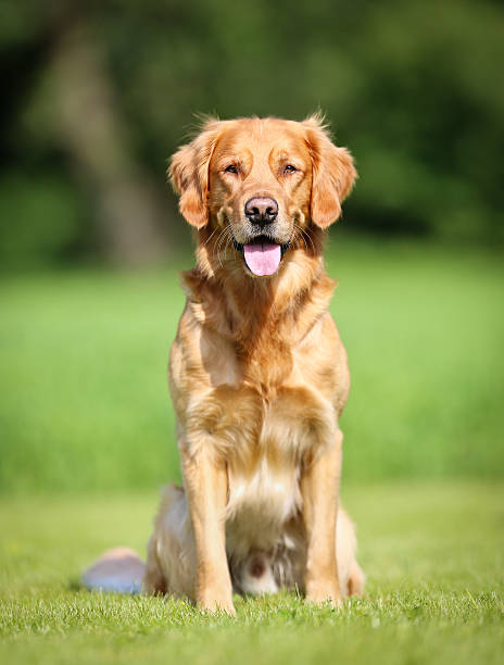 istock Golden retriever dog 498930317