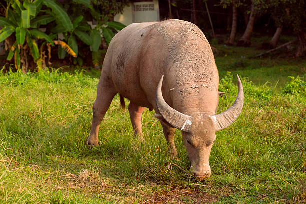 istock Water buffalo in Thailand. Koh Samui island 498940836