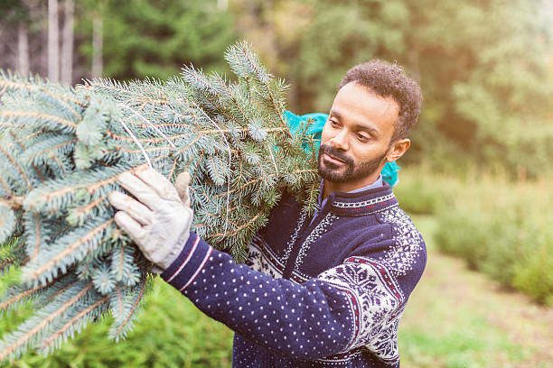 istock Young man carries on his shoulder a freshly cut fir 498942124