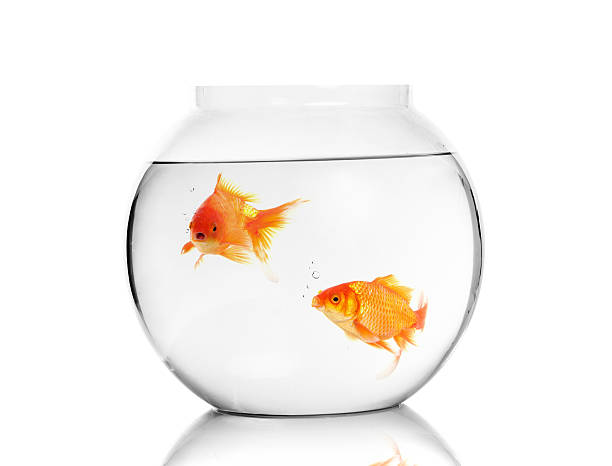 istock Gold fishes 498943434