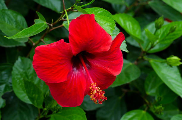 istock Red Hibiscus Flower 498943460