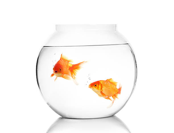 istock Gold fishes 498943482