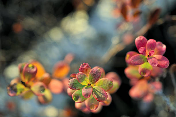 Autumn leaves in sunset light (Bog bilberry or northern bilberry) Autumn leaves in sunset light (Bog bilberry or northern bilberry) on the autumn background blueberry autumn bush northblue blueberry stock pictures, royalty-free photos & images